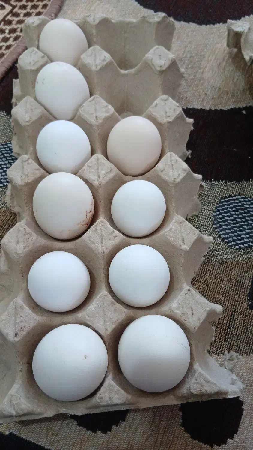 تخم نطفه دار گلین گردن لخت|حیوانات مزرعه|خمینی‌شهر, |دیوار