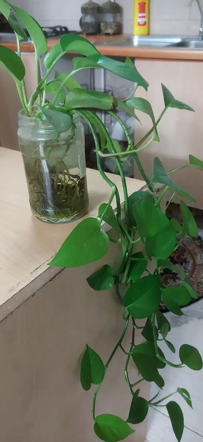 پتوس|گل و گیاه طبیعی|تهران, سیروس|دیوار