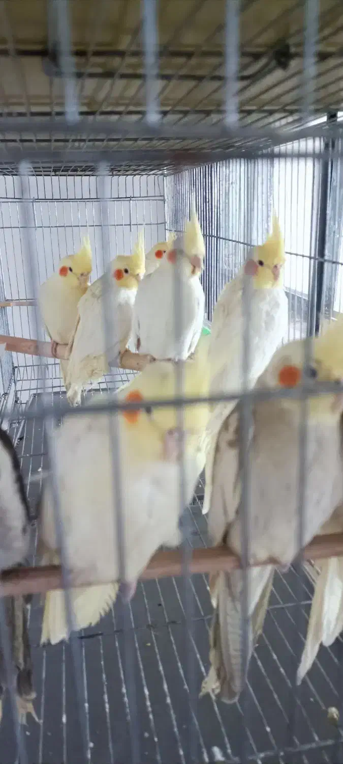 طوطی عروس هلندی تک و عمده|پرنده|خرمدره, |دیوار