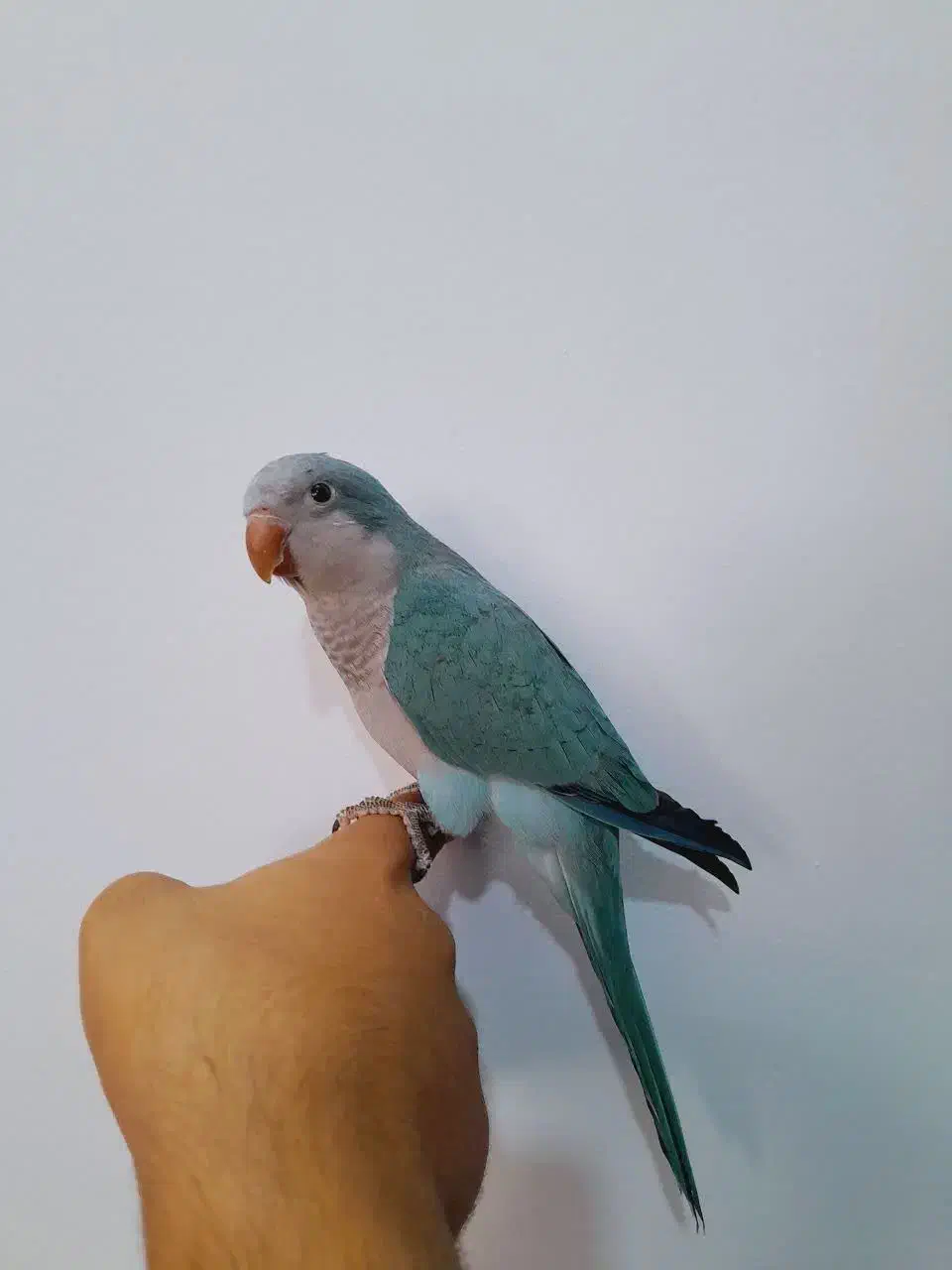 راهب سخنگو|پرنده|شاهرود, |دیوار