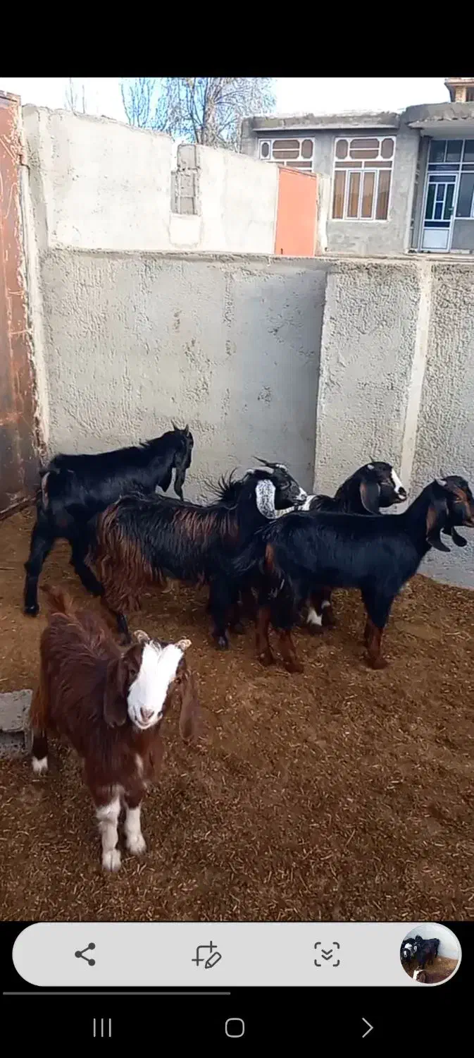 بزغاله|حیوانات مزرعه|شاهرود, |دیوار