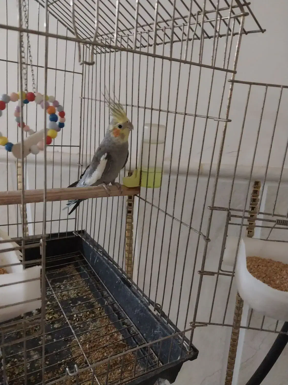 عروس هلندی|پرنده|جلگه رخ, |دیوار