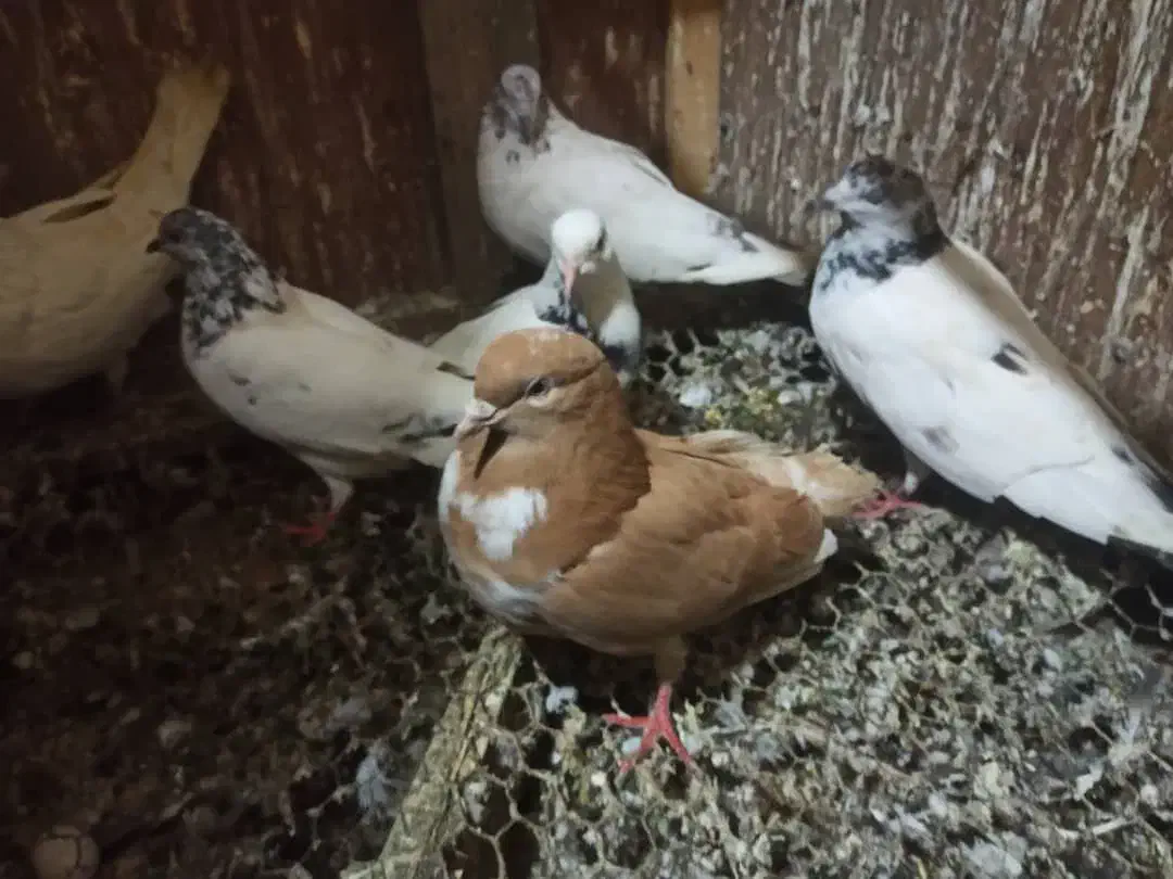 کبوتر فروشی|پرنده|رشت, جانبازان|دیوار