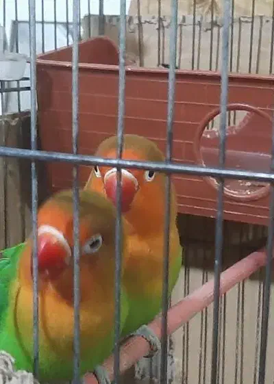 طوطی برزیلی|پرنده|چهاردانگه (تهران), |دیوار