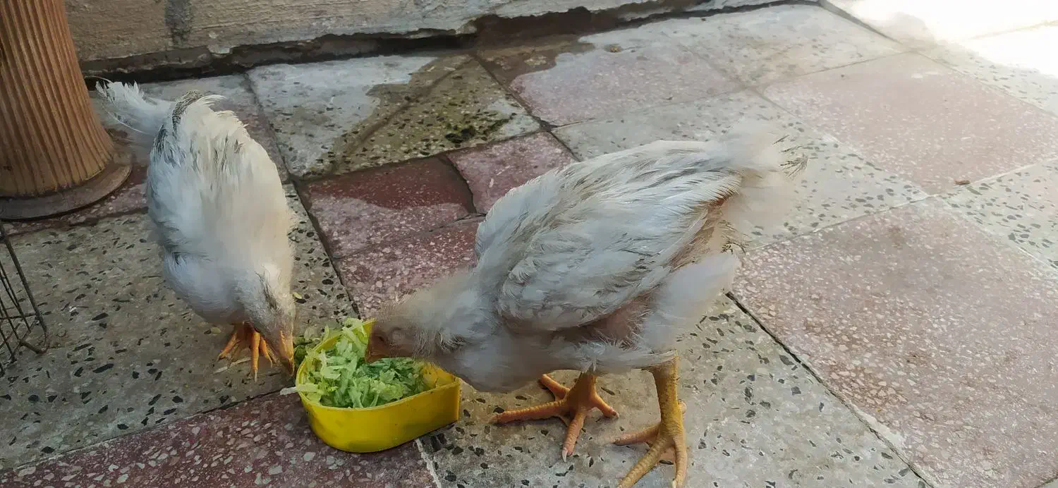 جوجه محلی|حیوانات مزرعه|کازرون, |دیوار