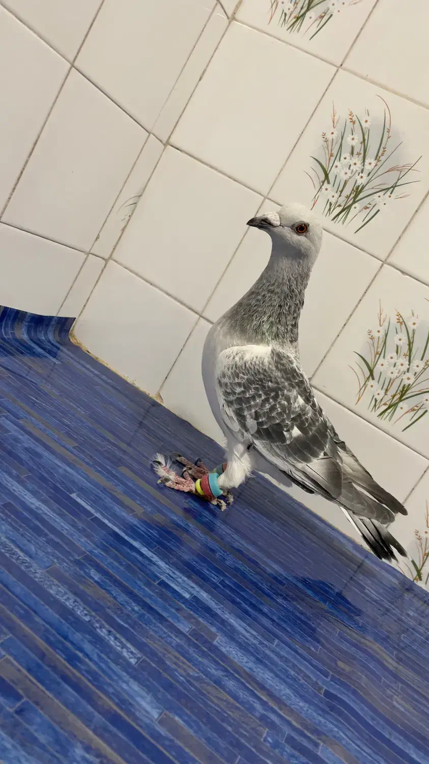 سلام. شامی و سوسکی سبز موقعیت کاشمر|پرنده|کاشمر, |دیوار