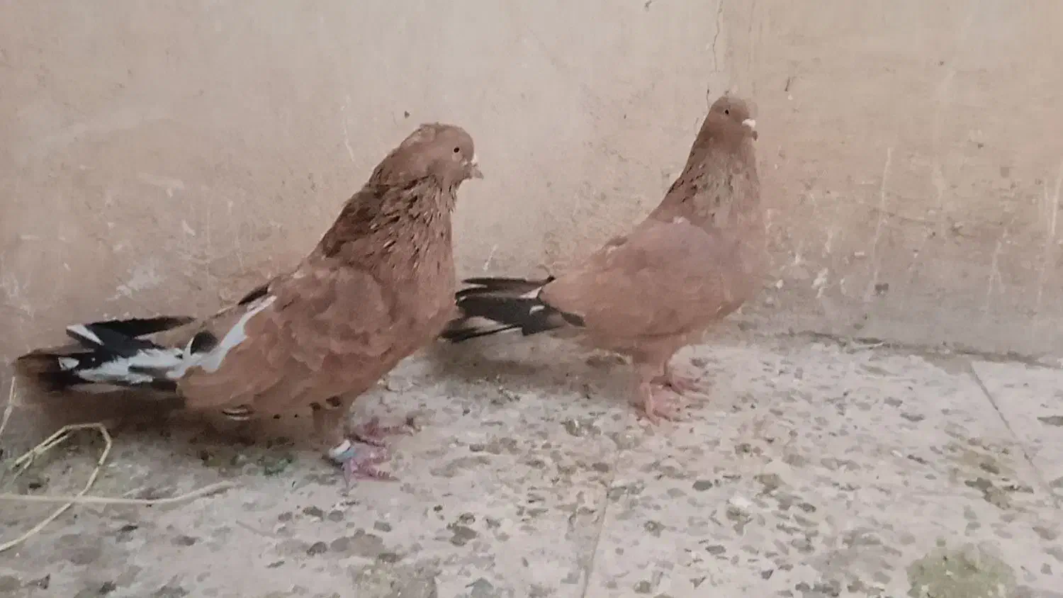 برنجی پرتقالی اصیل فول کیفیت|پرنده|تهران, منیریه|دیوار