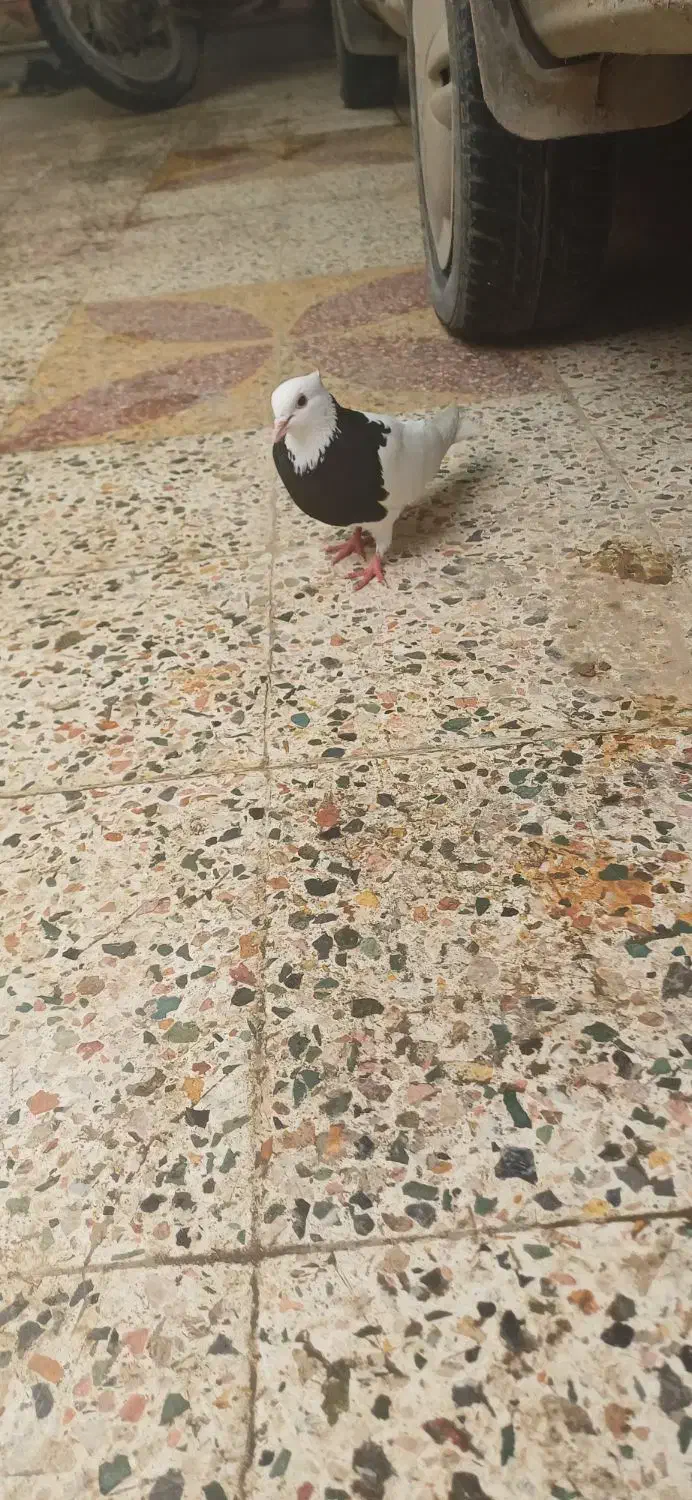 طوق سیاه ماده|پرنده|دهدشت, |دیوار