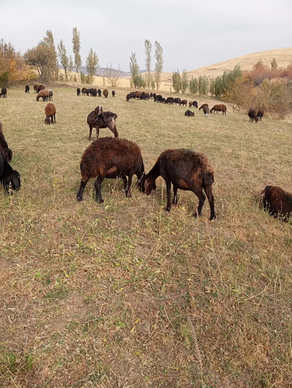 گوسفند بره دار|حیوانات مزرعه|تیکمه داش, |دیوار