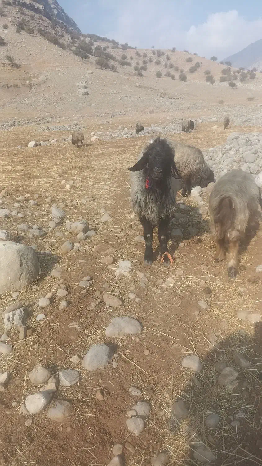 نرمیش داشتی نژاد دار|حیوانات مزرعه|اندیکا, |دیوار