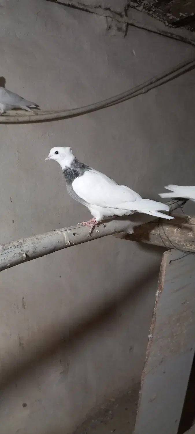 پرنده|پرنده|بهار, |دیوار