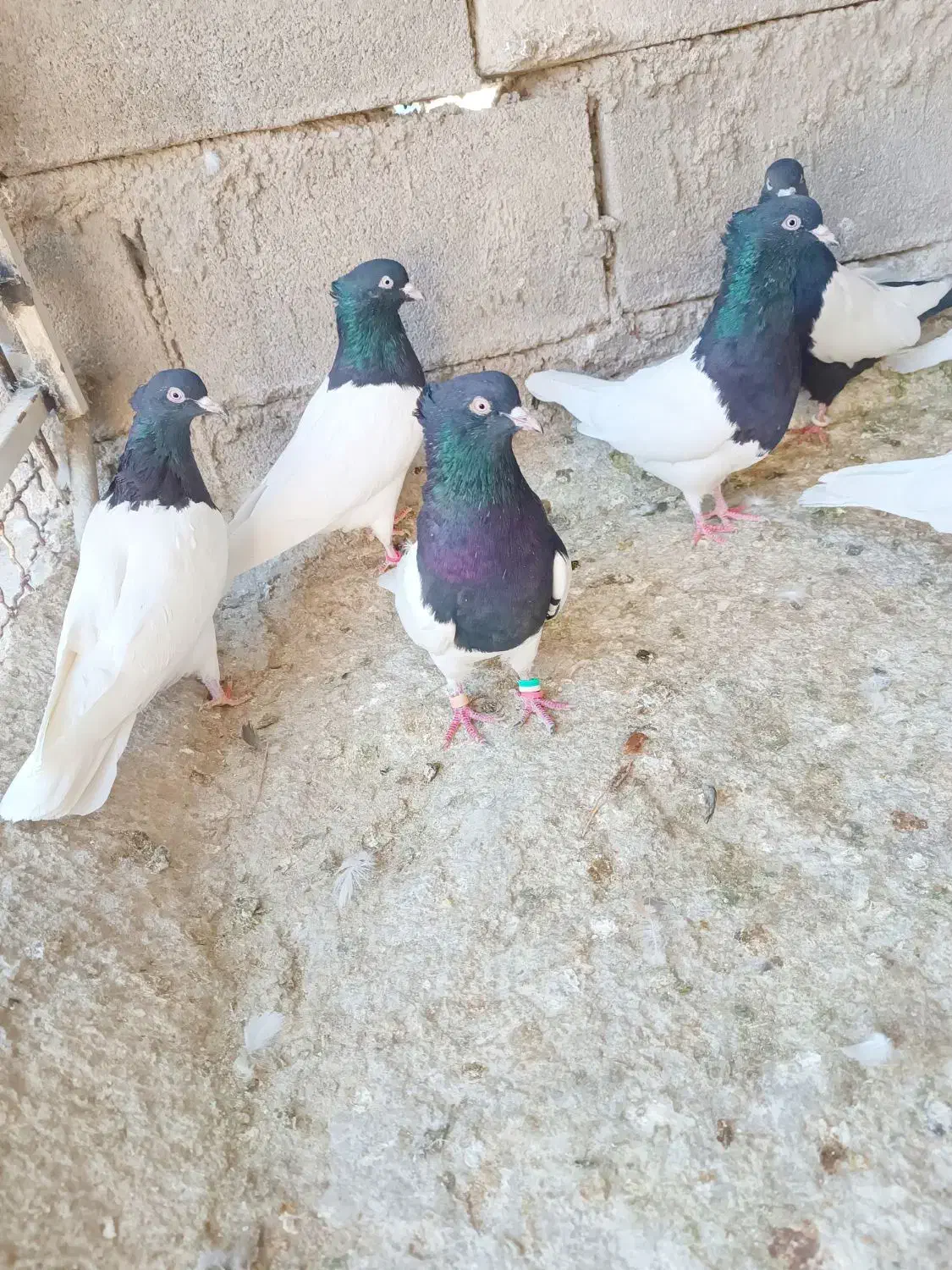 کله سیاه|پرنده|شیراز, ریاستی|دیوار