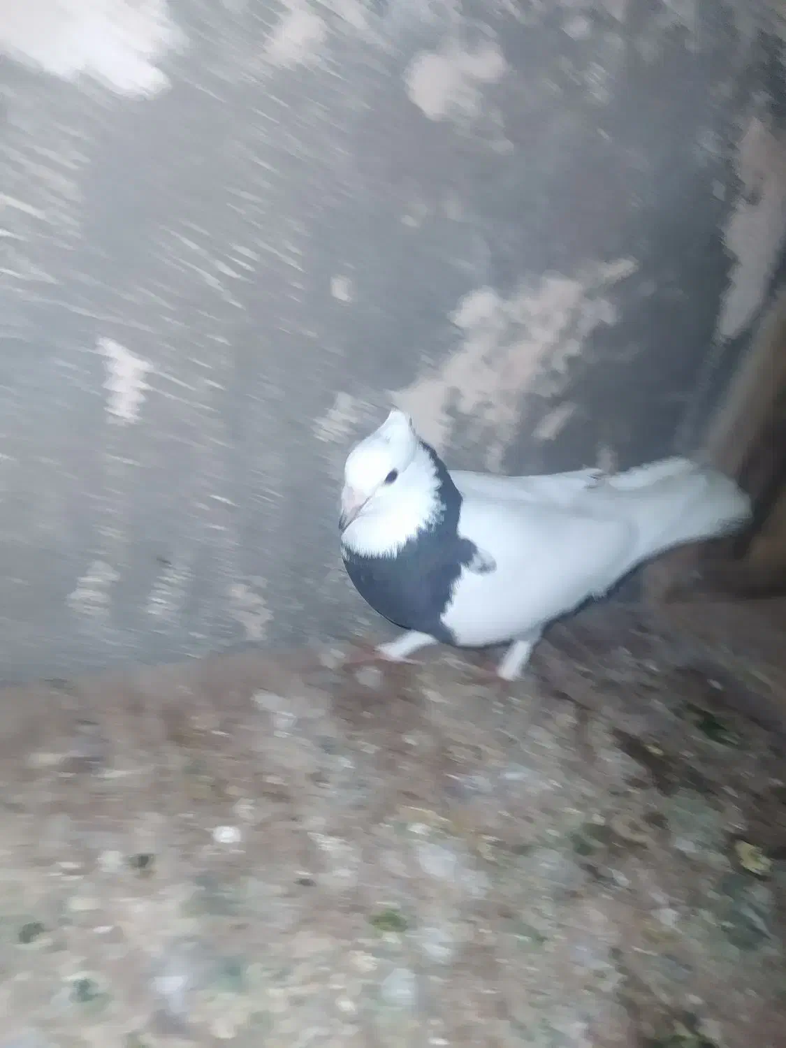 کفتر|پرنده|قم, ولیعصر|دیوار