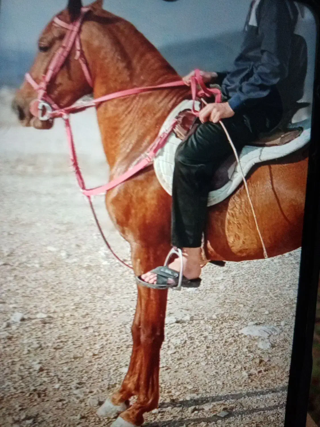 اسب|اسب و تجهیزات اسبسواری|کازرون, |دیوار