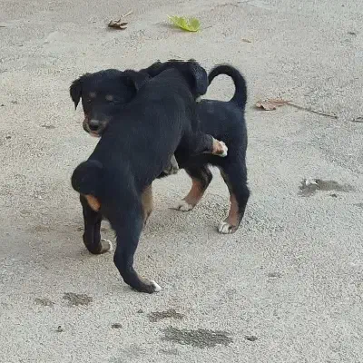 سگ  کبوت ر|سگ|خرم‌آباد, |دیوار