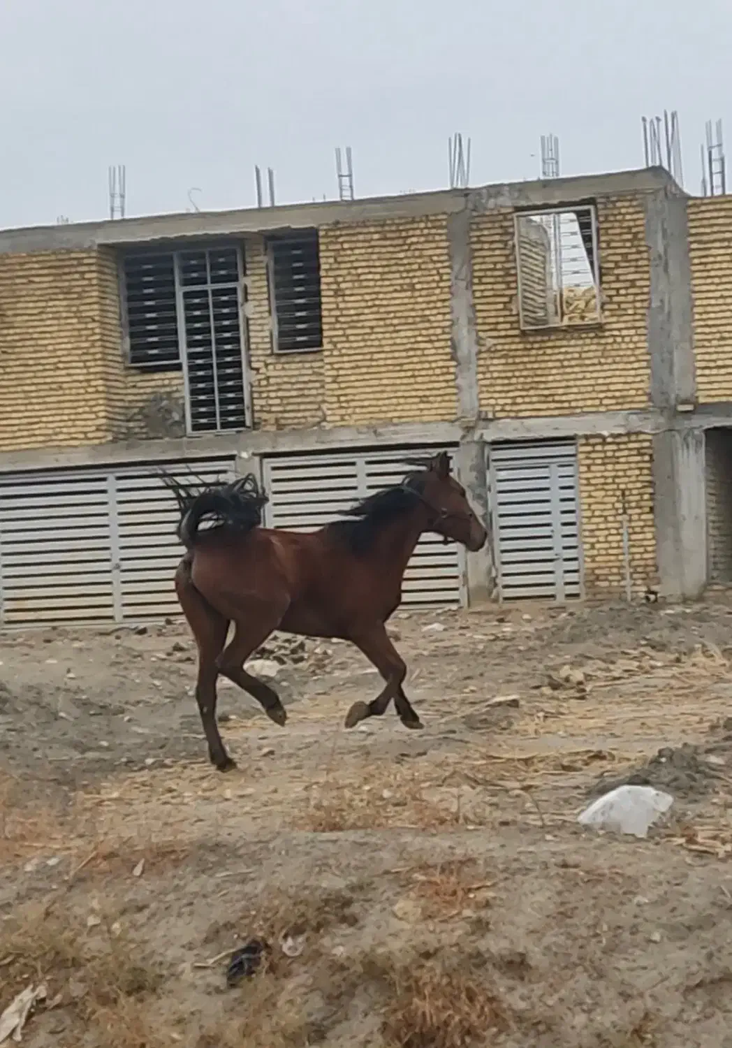 اسب مادیان کرد|اسب و تجهیزات اسب‌سواری|مرودشت, تامین اجتماعی‎|دیوار