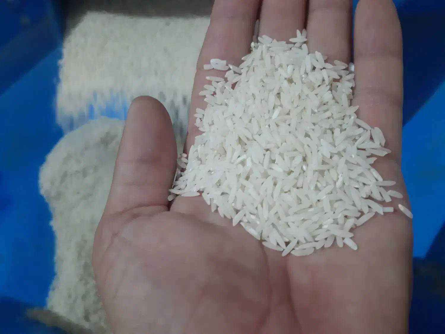 سردانه و نیم دانه هاشمی|خوردنی و آشامیدنی|اهر, |دیوار