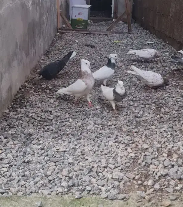 سلام کبوتر ۵ عددش کلافه طوقی ۵ تا معمولی|پرنده|بندر انزلی, پیل علی باغ|دیوار