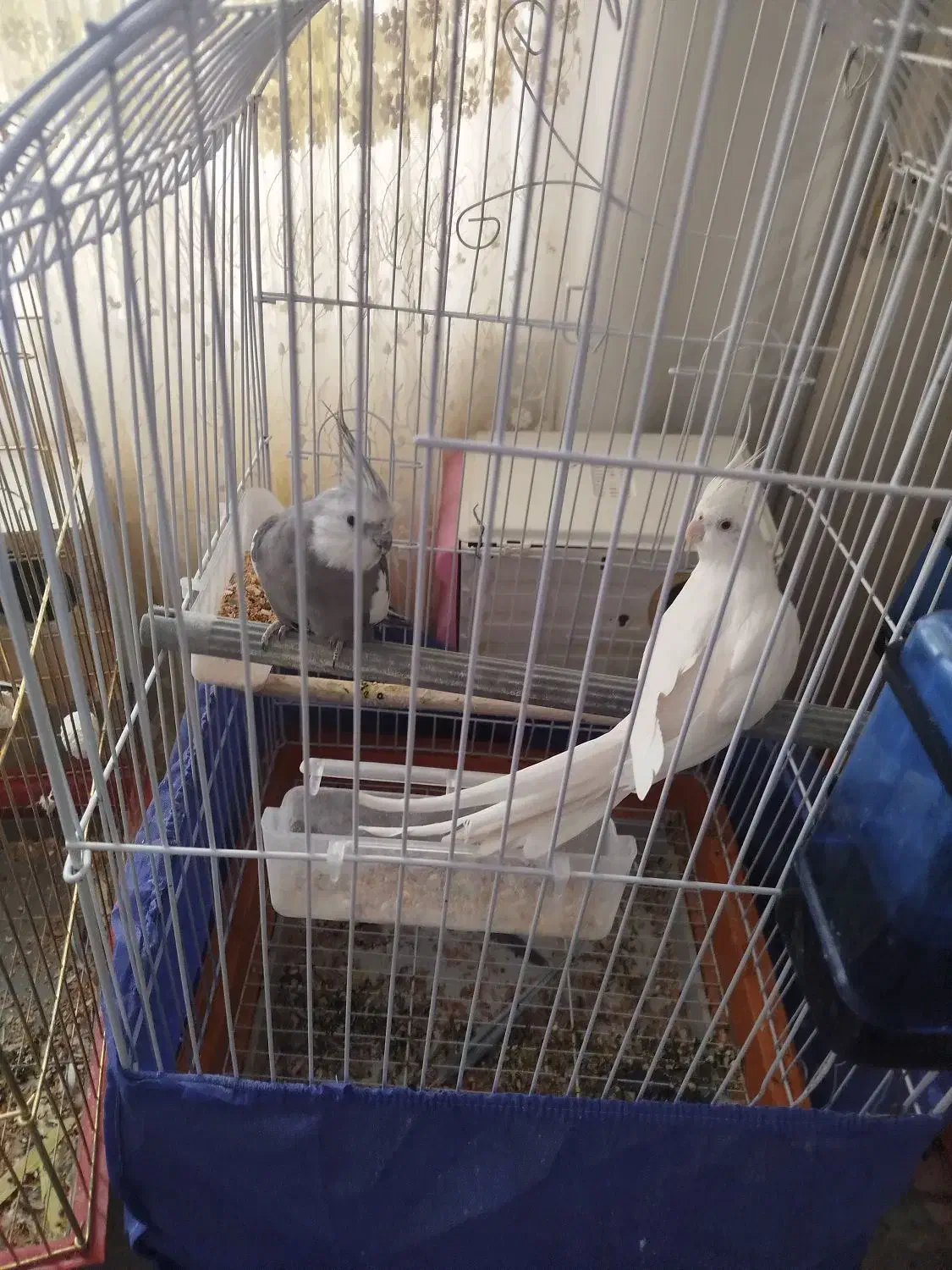 عروس هلندی|پرنده|کهریزک, |دیوار