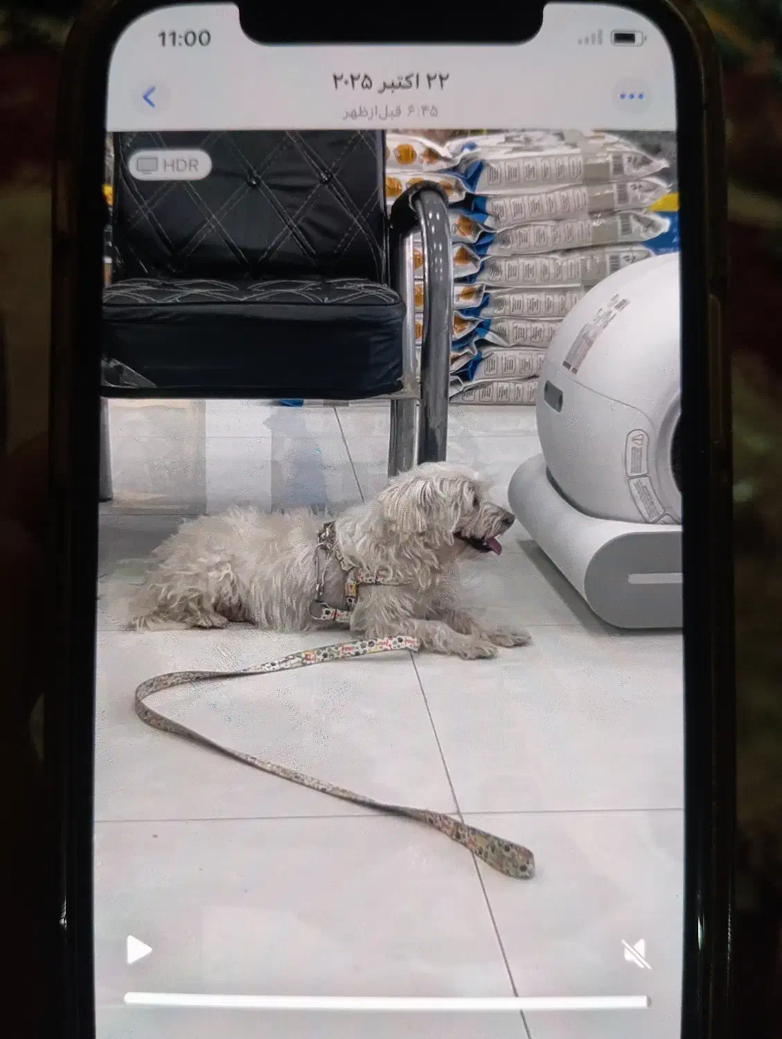 حیوان خانگی|سگ|مریوان, |دیوار