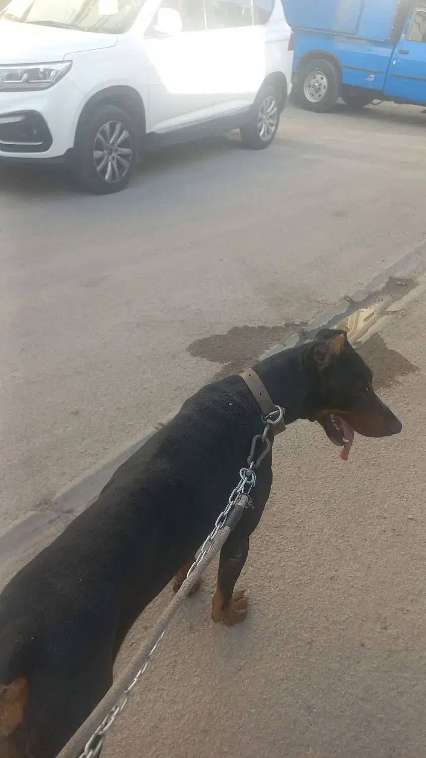سگ دوبرمن نر صد درصد با اصالت|سگ|شیراز, شهرک صنعتی شیراز|دیوار