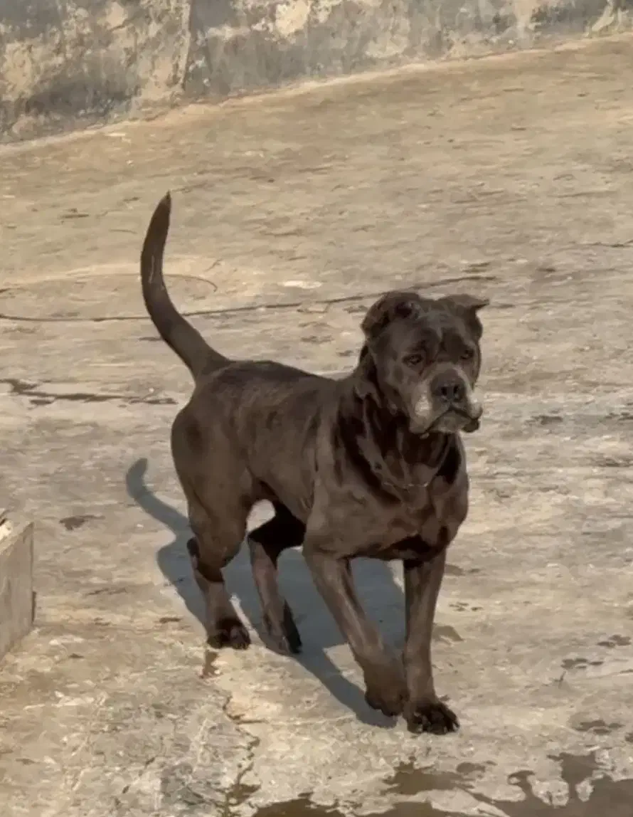 کین کور ایتالیایی|سگ|بومهن, |دیوار