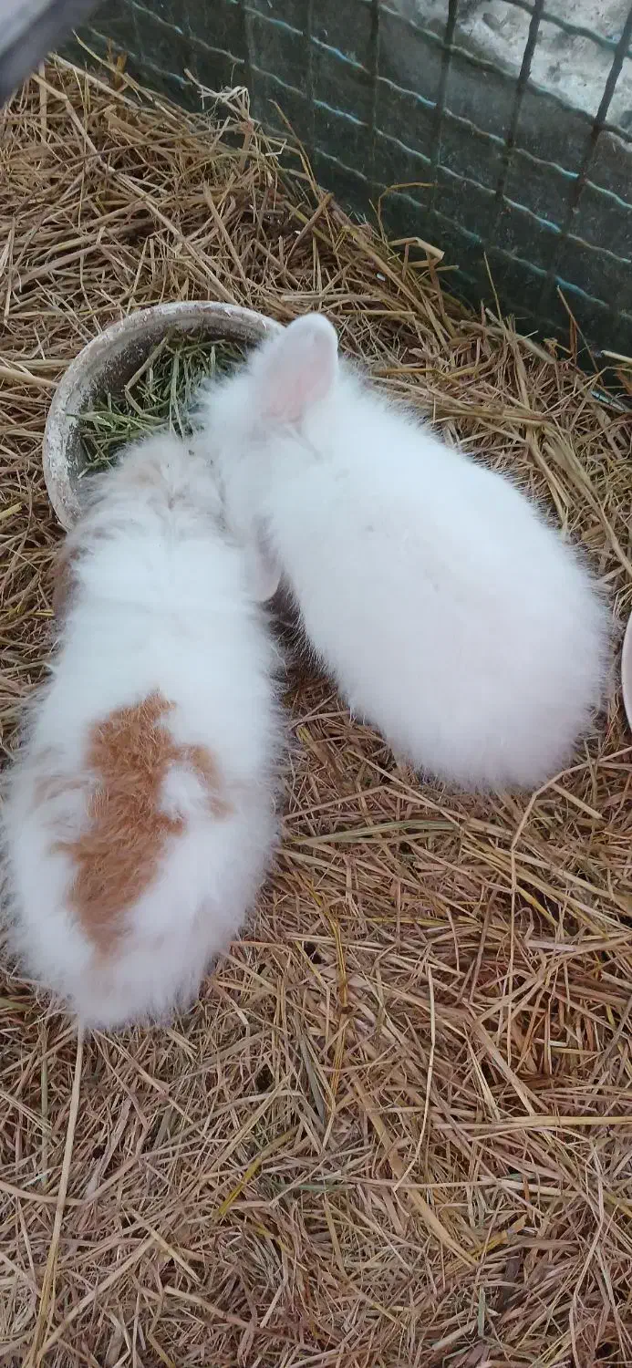 خرگوش پشمالو|موش و خرگوش|آستانه اشرفیه, |دیوار