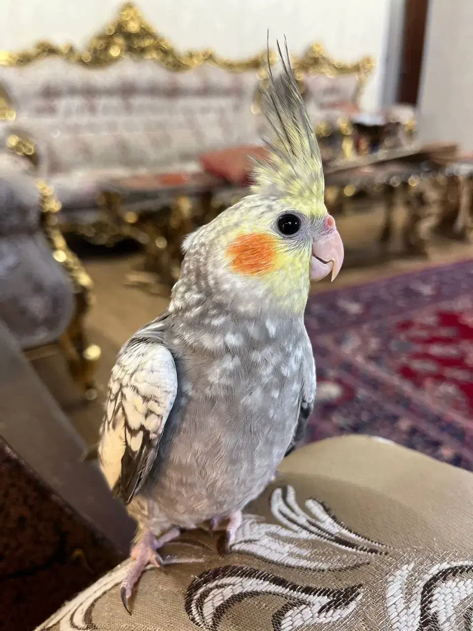 عروس هلندی بازیگوش|پرنده|سبزوار, فیاض|دیوار