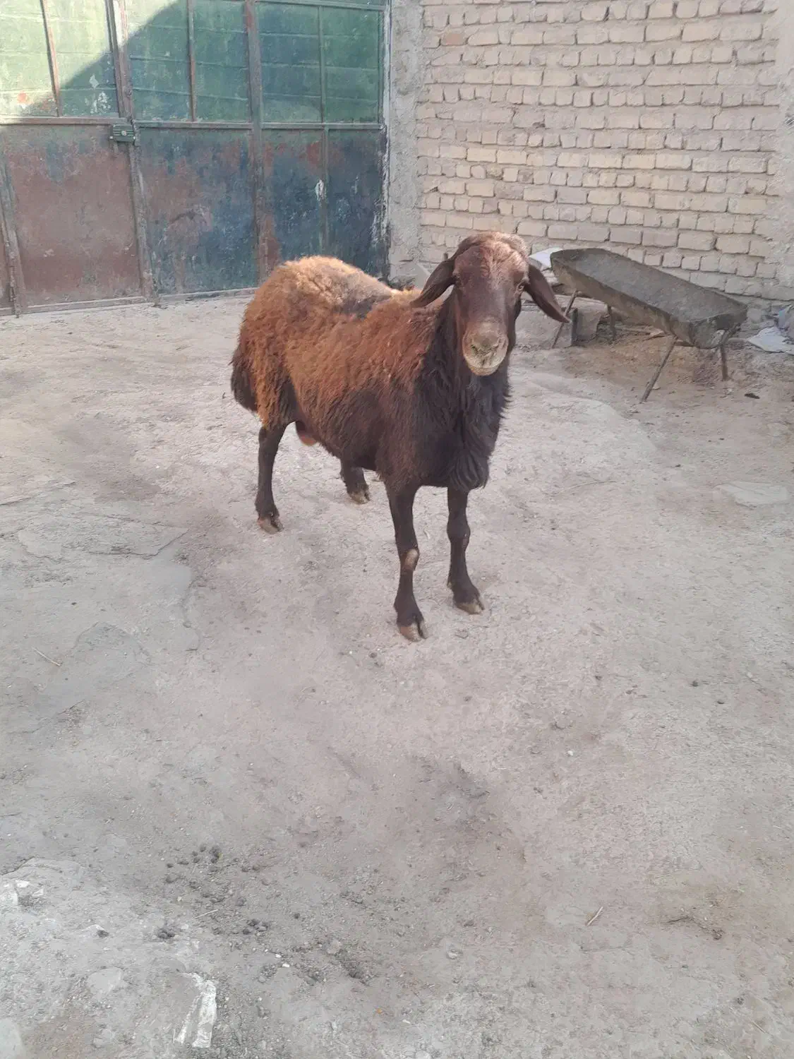 یک راس قوچ افشار جوان|حیوانات مزرعه|مرودشت, کناره|دیوار