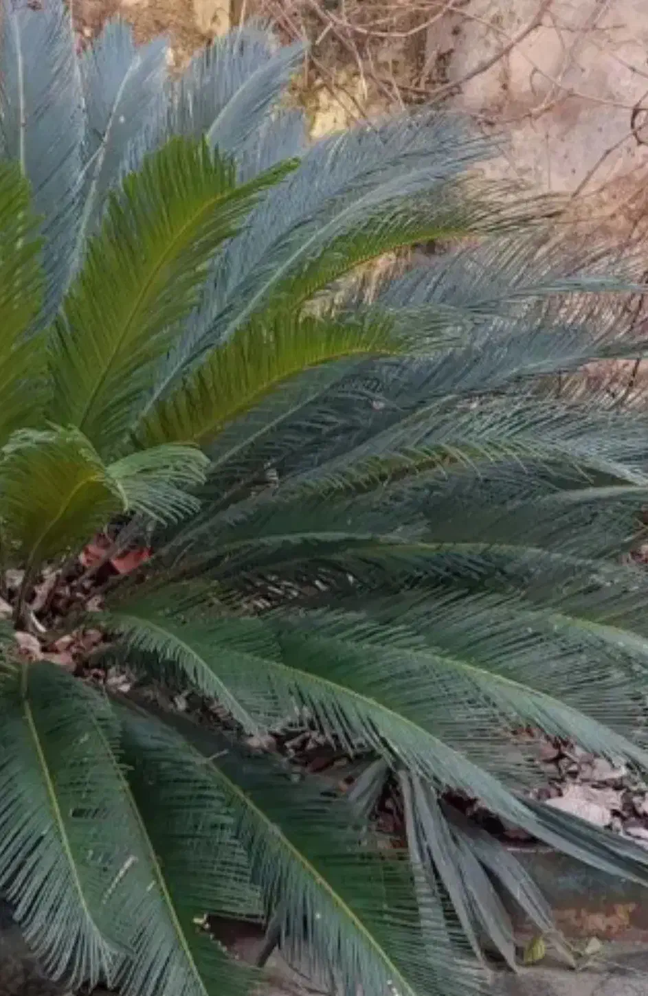 برگ سیکاس|گل و گیاه طبیعی|رشت, چله خانه|دیوار