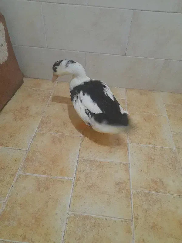 اردک|موش و خرگوش|پرند, فاز ۶|دیوار