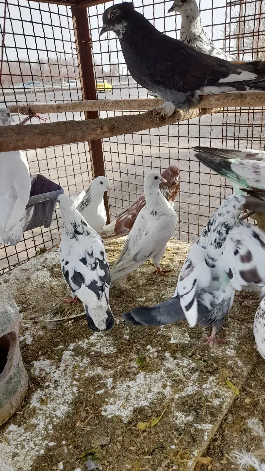 کبوتر پرشی|پرنده|ری, شهرک نظامی|دیوار