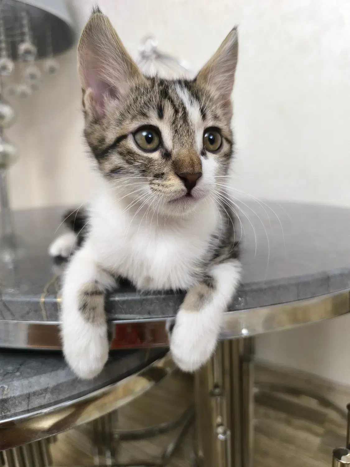 واگذاری بچه گربه|گربه|پرند, فاز ۱|دیوار