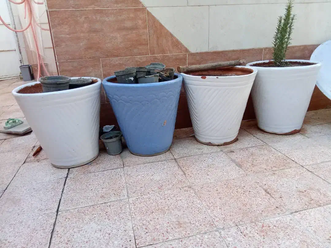 گلدان سفالی کوره ای|گل و گیاه طبیعی|بندر ماهشهر, |دیوار