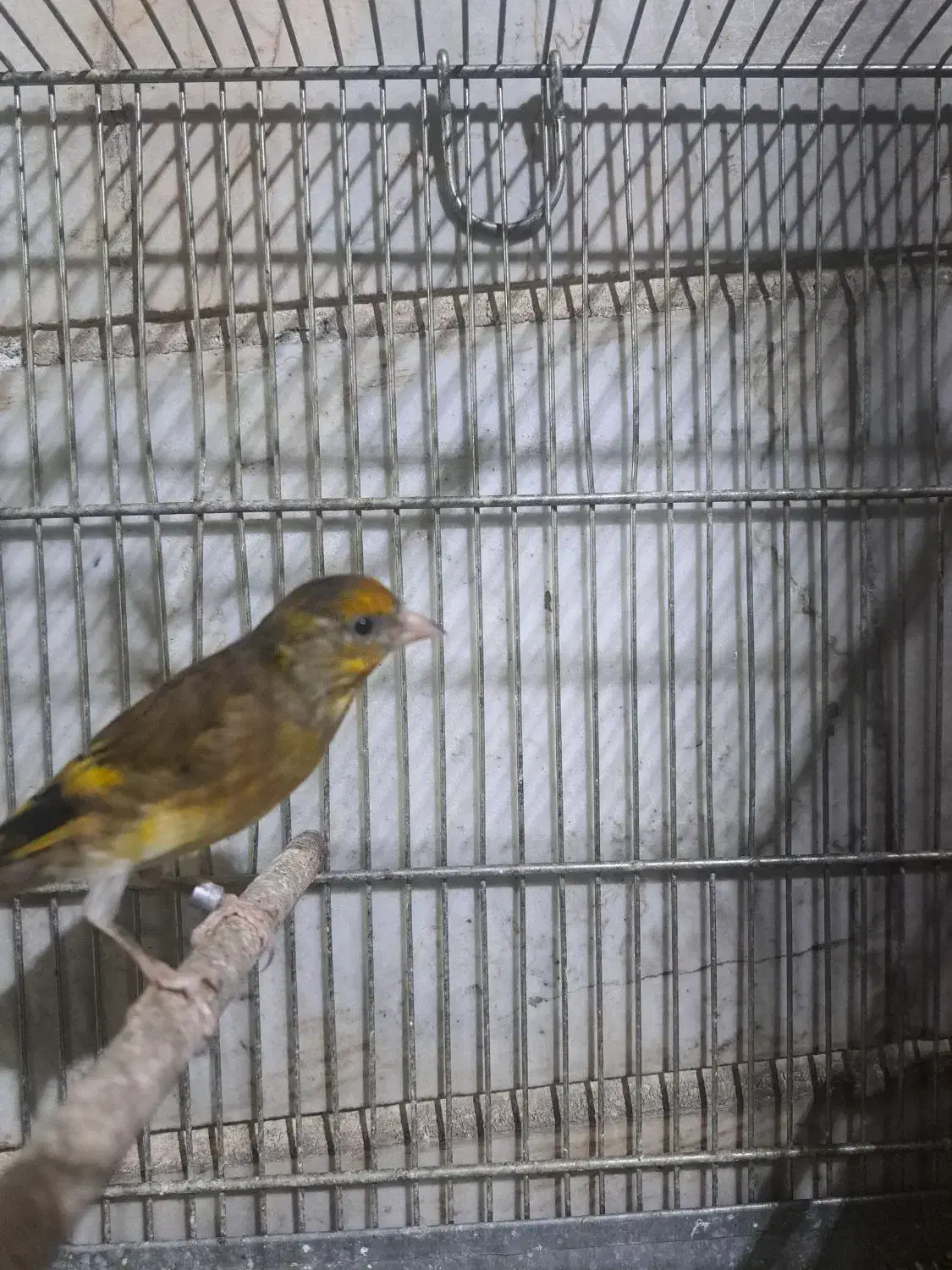 سهره قناری|پرنده|ری, دیلمان|دیوار