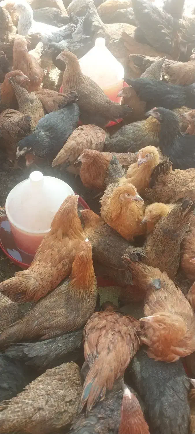 مرغ گلپایگانی تخمگذار ۴ ماهه اصیل|حیوانات مزرعه|خمینی‌شهر, |دیوار