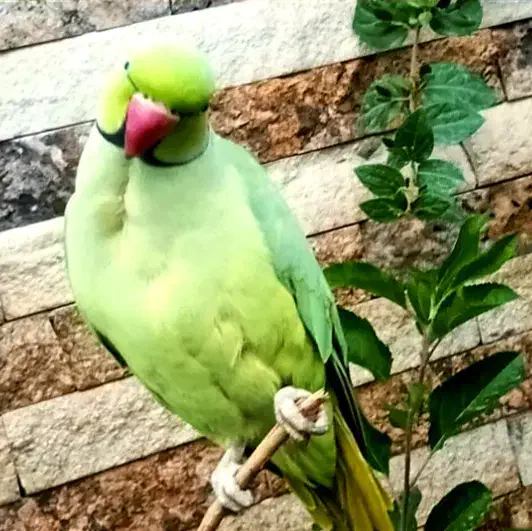 طوطی ملنگو نر|پرنده|خمینی‌شهر, |دیوار
