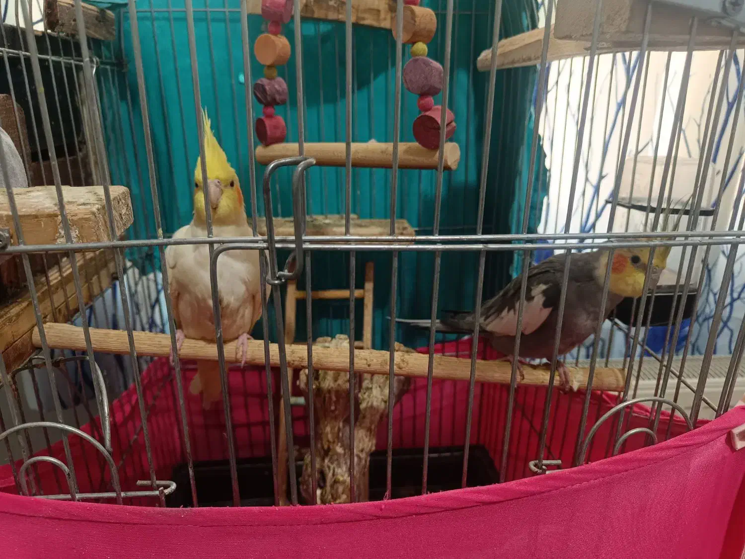 جفت مولد عروس هلندی سالم وجوان|پرنده|محمدشهر, شهرک پیام (مهرالبرز)|دیوار