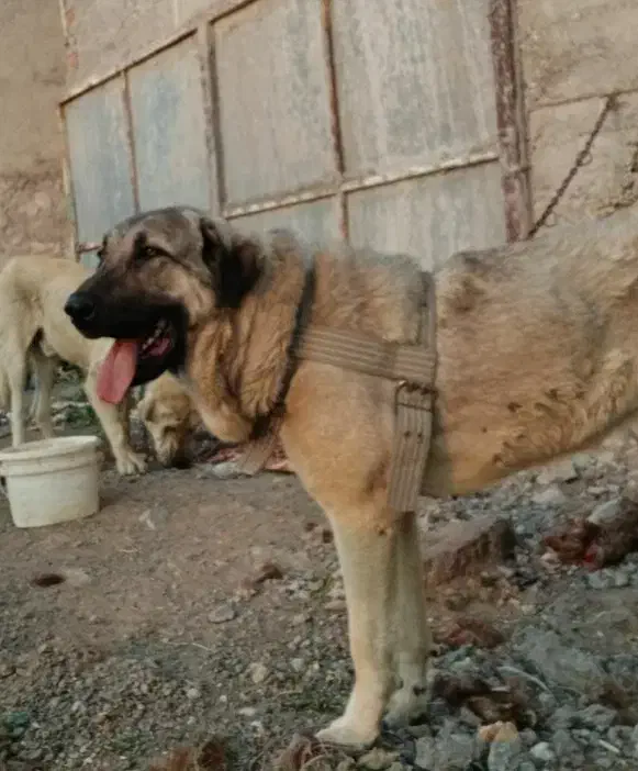 سگ عراقی پژدر|سگ|اردبیل, |دیوار