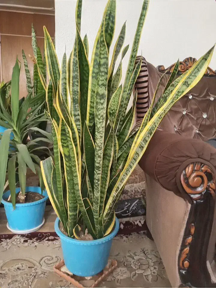 گل طبیعی سانسوریا|گل و گیاه طبیعی|معصومیه, |دیوار