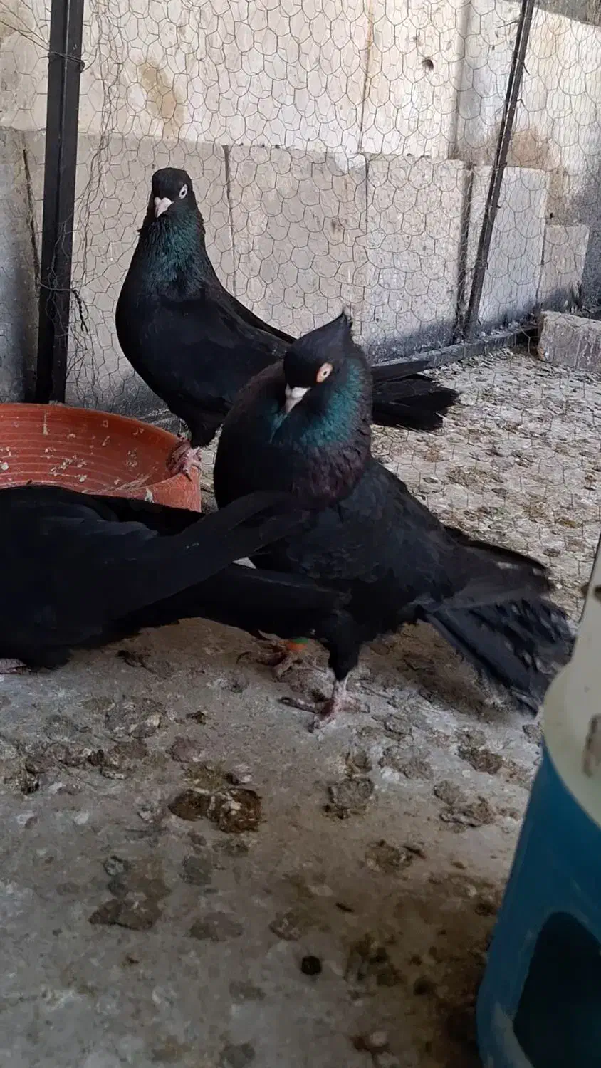 زاغ ابادانی اصیل|پرنده|مبارکه, |دیوار