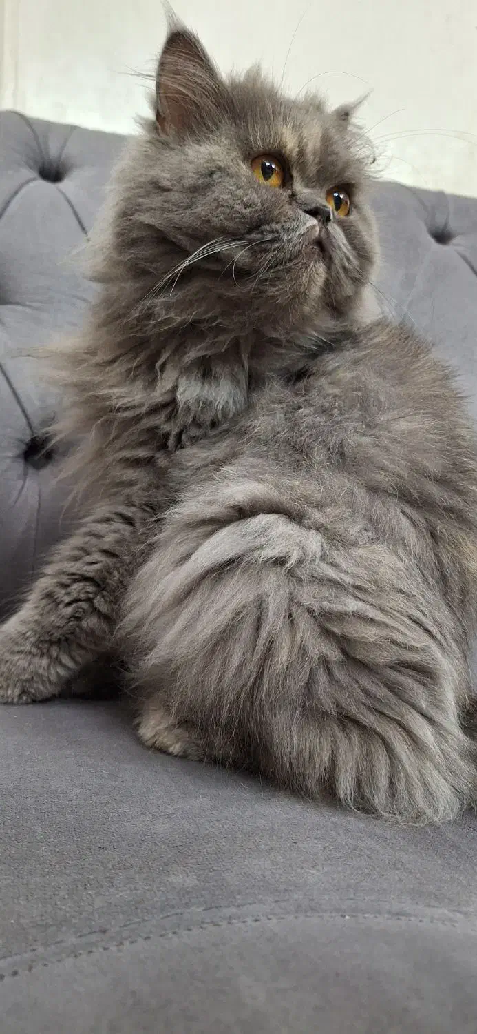 فروش گربه پرشین|گربه|رشت, گلسار|دیوار