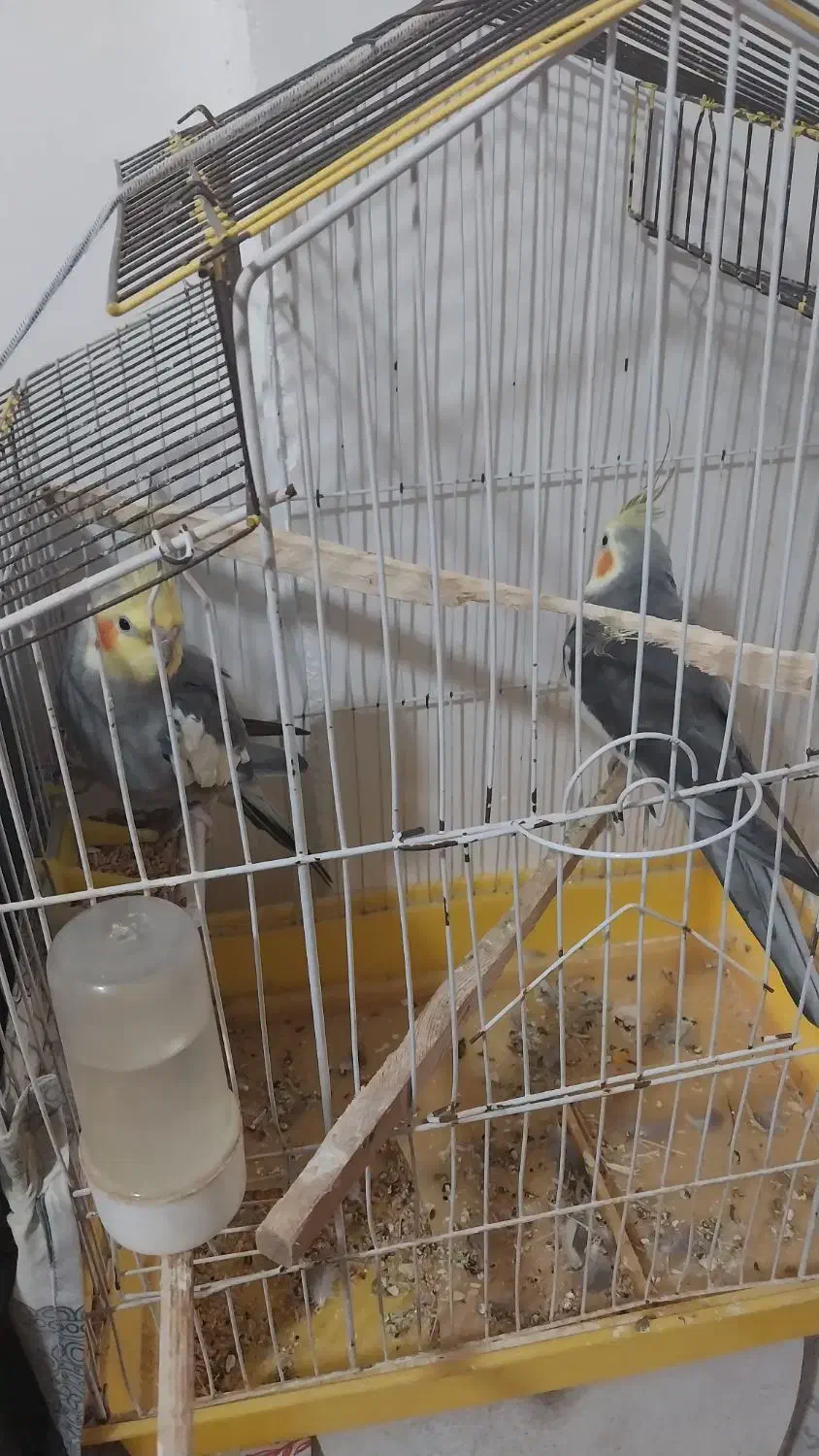 طوطی عروس|پرنده|رشت, معلولین|دیوار