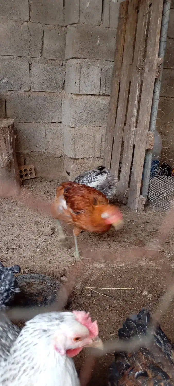 مرغ محلی تخمگذار دونه ۵۰۰|حیوانات مزرعه|بهبهان, |دیوار