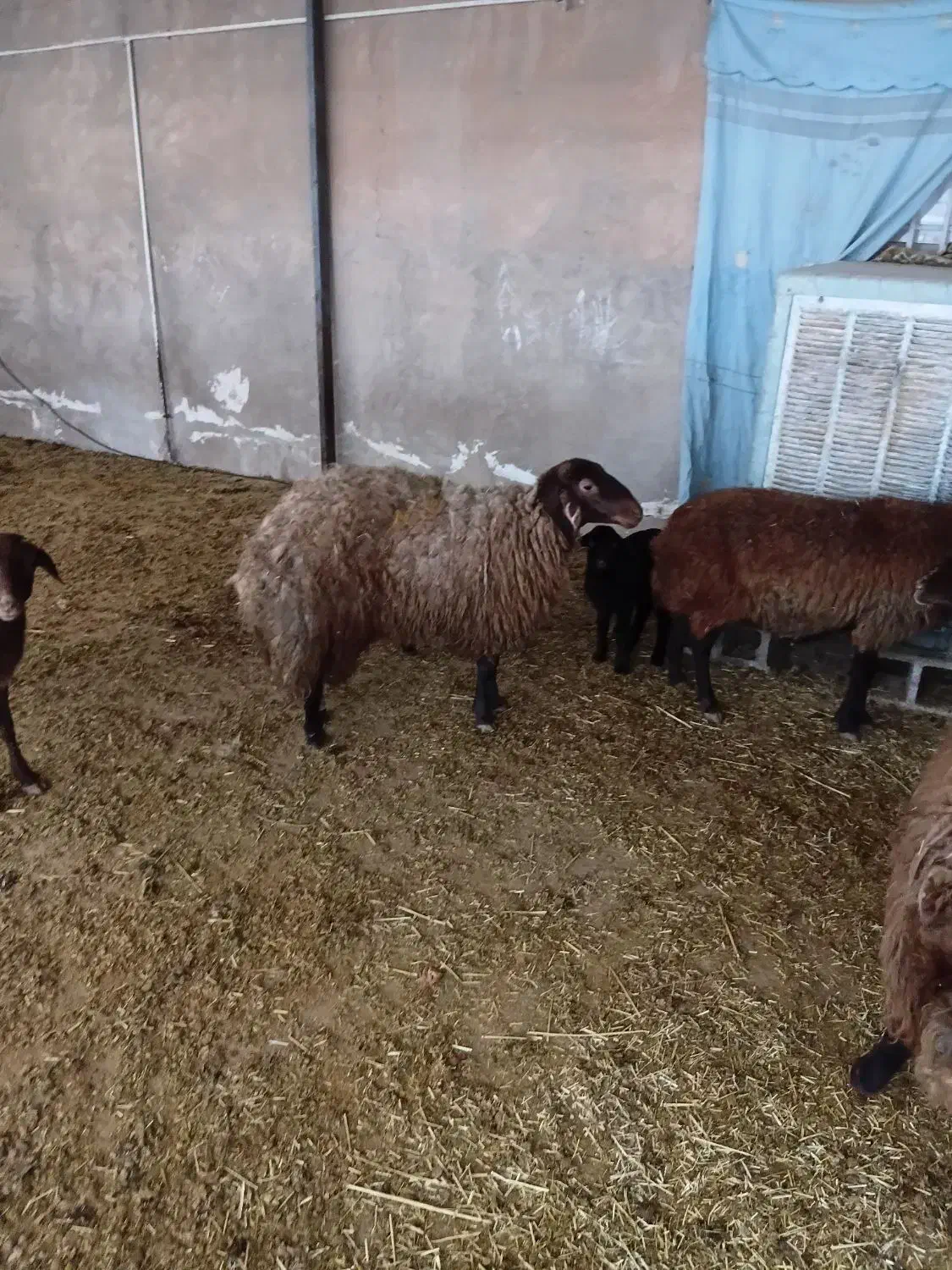 کاور گوسفند میش|حیوانات مزرعه|زاگرس, |دیوار