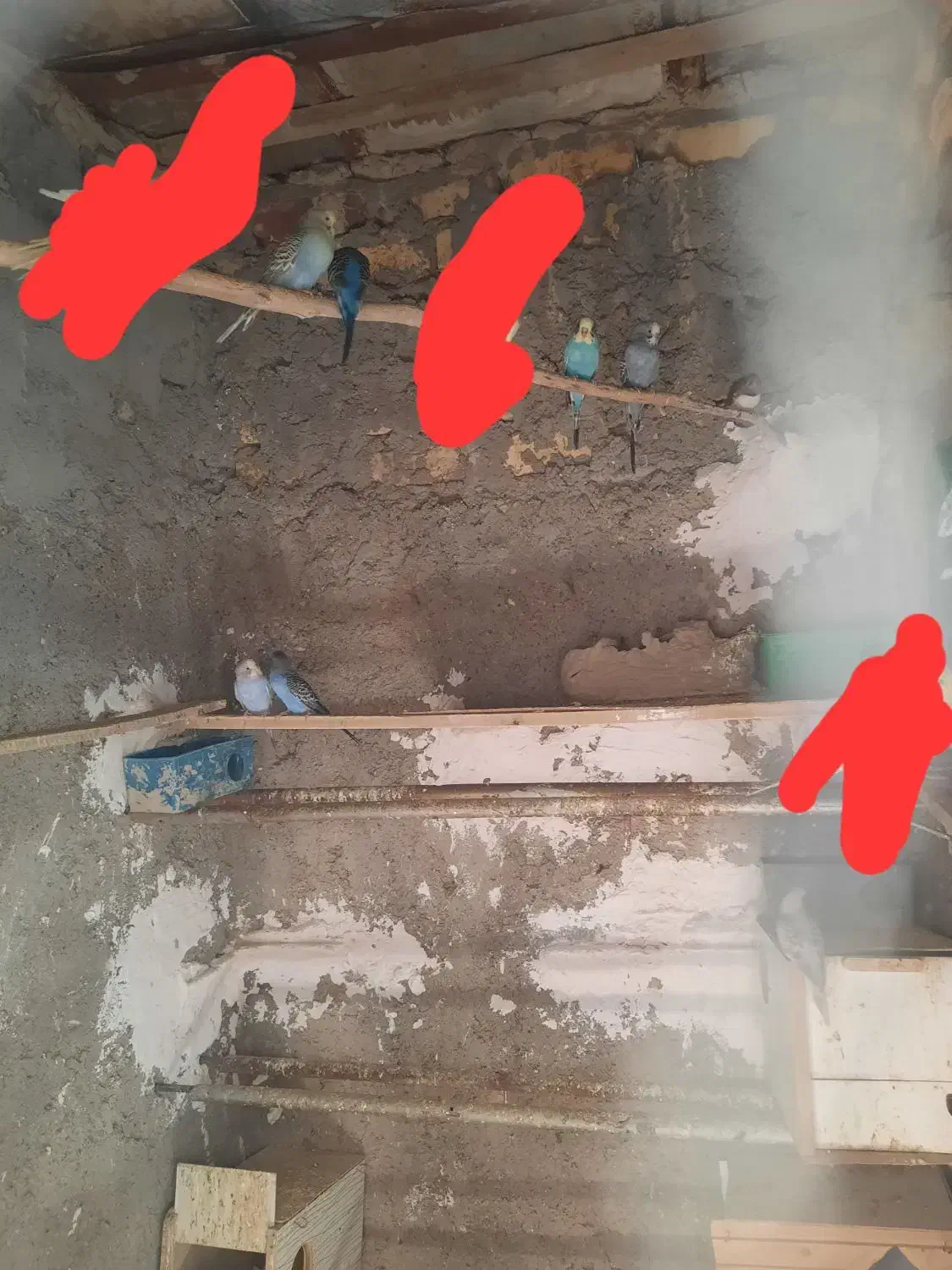 مرغ عشق|پرنده|هامون, |دیوار