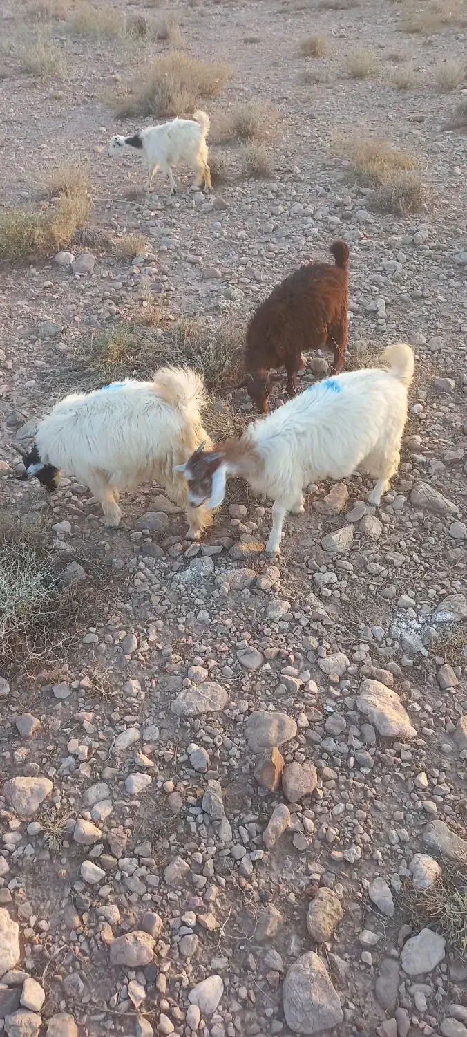 کره دوتا باهم ۸ میلیون|حیوانات مزرعه|کرمان, |دیوار