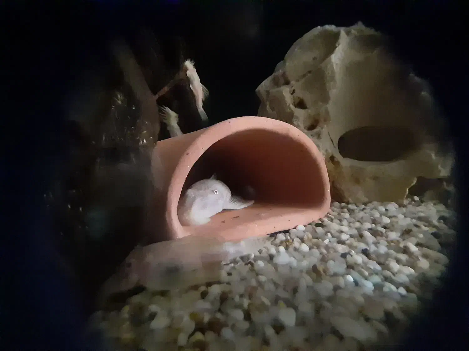 لجنخوار پزه بوته ای|ماهی|تهران, ورزشگاه آزادی|دیوار