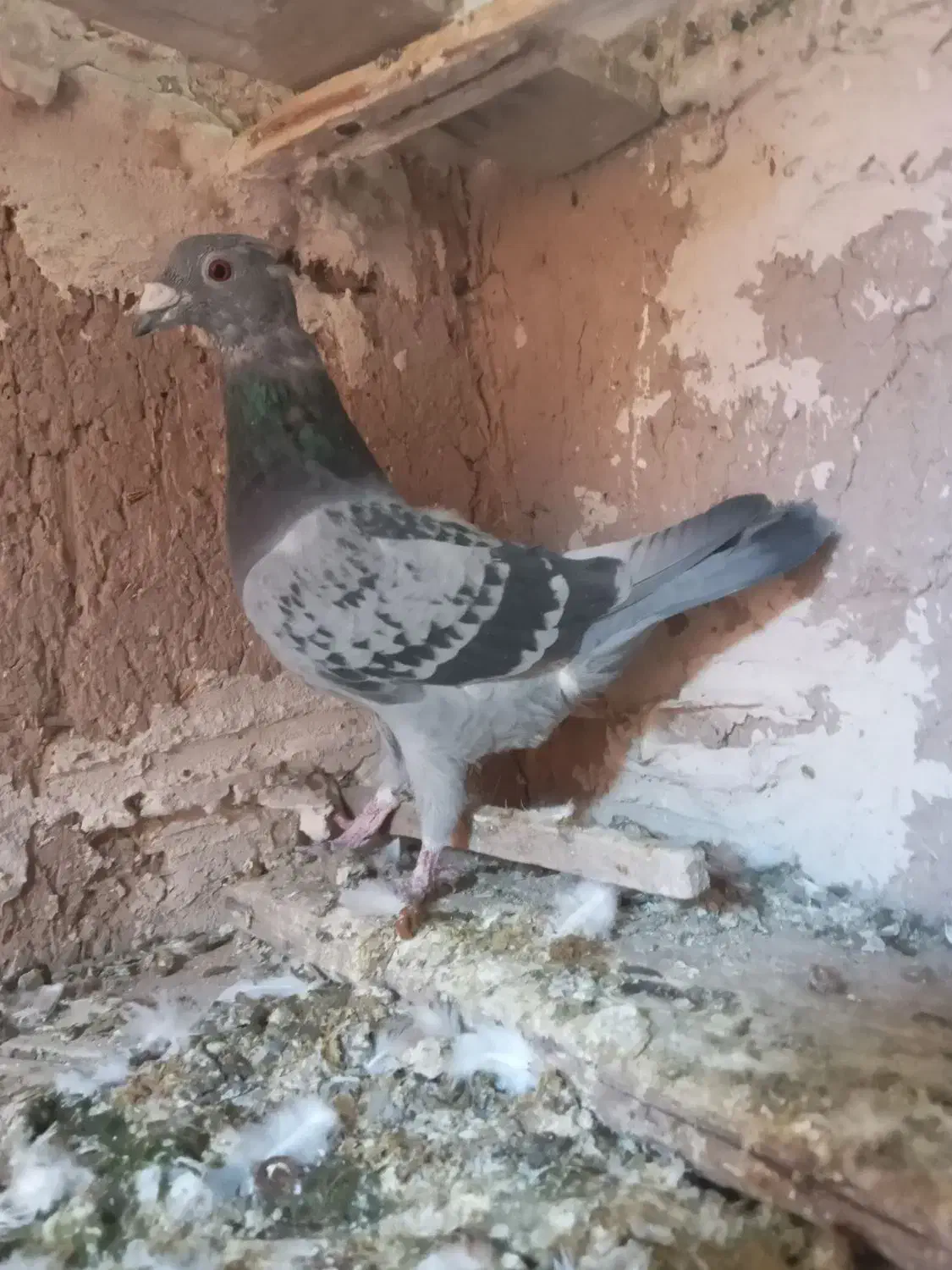 کبوتر|پرنده|قائن, |دیوار