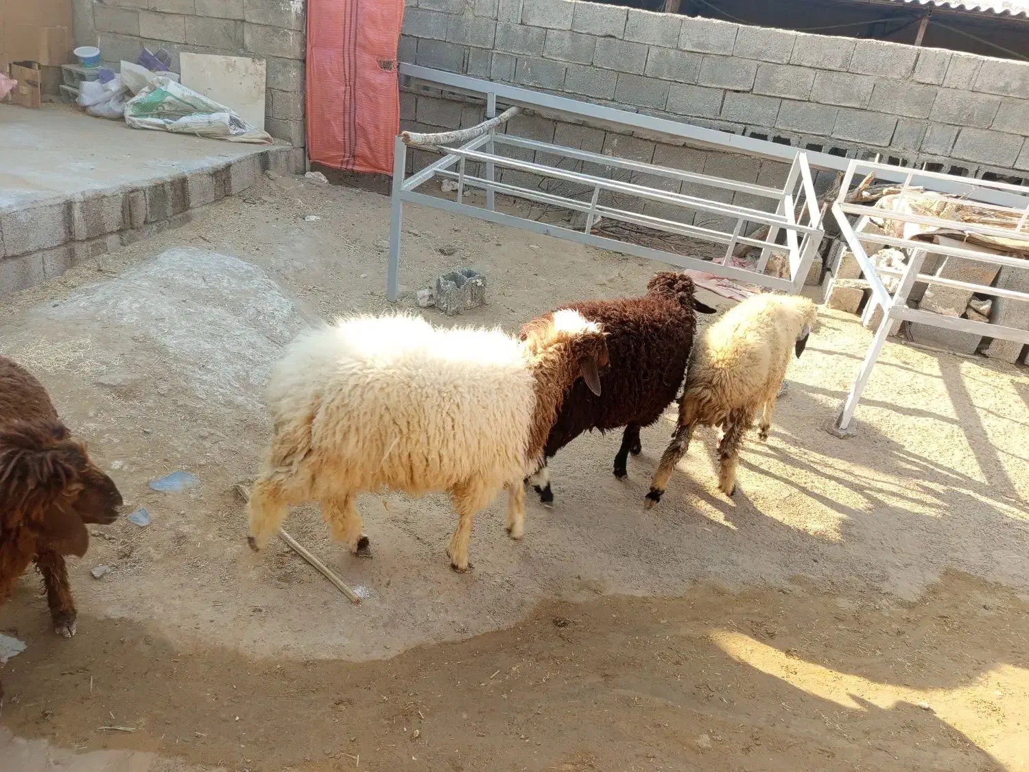 چهار عدد بره فروشی سه نر یک ماده|حیوانات مزرعه|برازجان, |دیوار